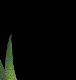 Animation: Bl&uuml;te, die sich &ouml;ffnet